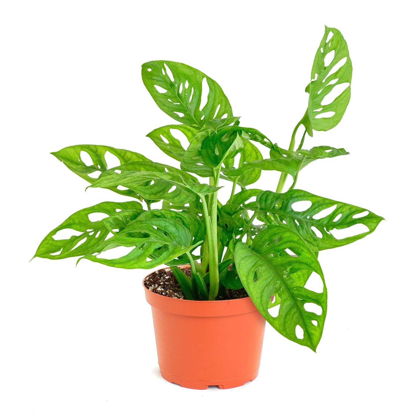 Shop Succulents Monstera Adansonii Trailing Plant, Live Indoor Plant, Easy Care Swiss Cheese Houseplant in Nursery Pot, Air Purifying Plant in Soil, Housewarming, Home Décor, 6" Pot
