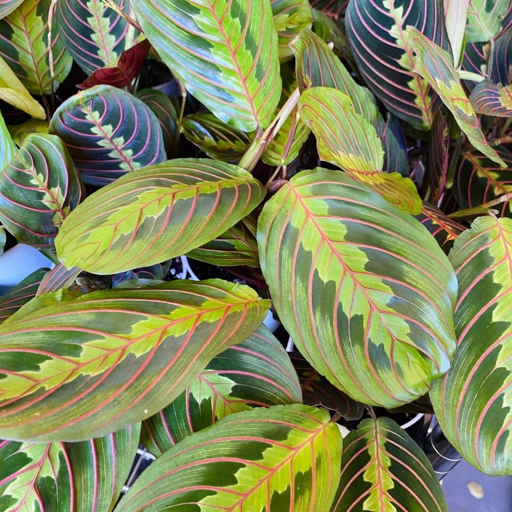 Hopewind Plants Shop, Red Prayer Plant, Red Maranta, Gorgeous Live Indoor Plant, Easy to Care and Rare Variety 4 inch Pot
