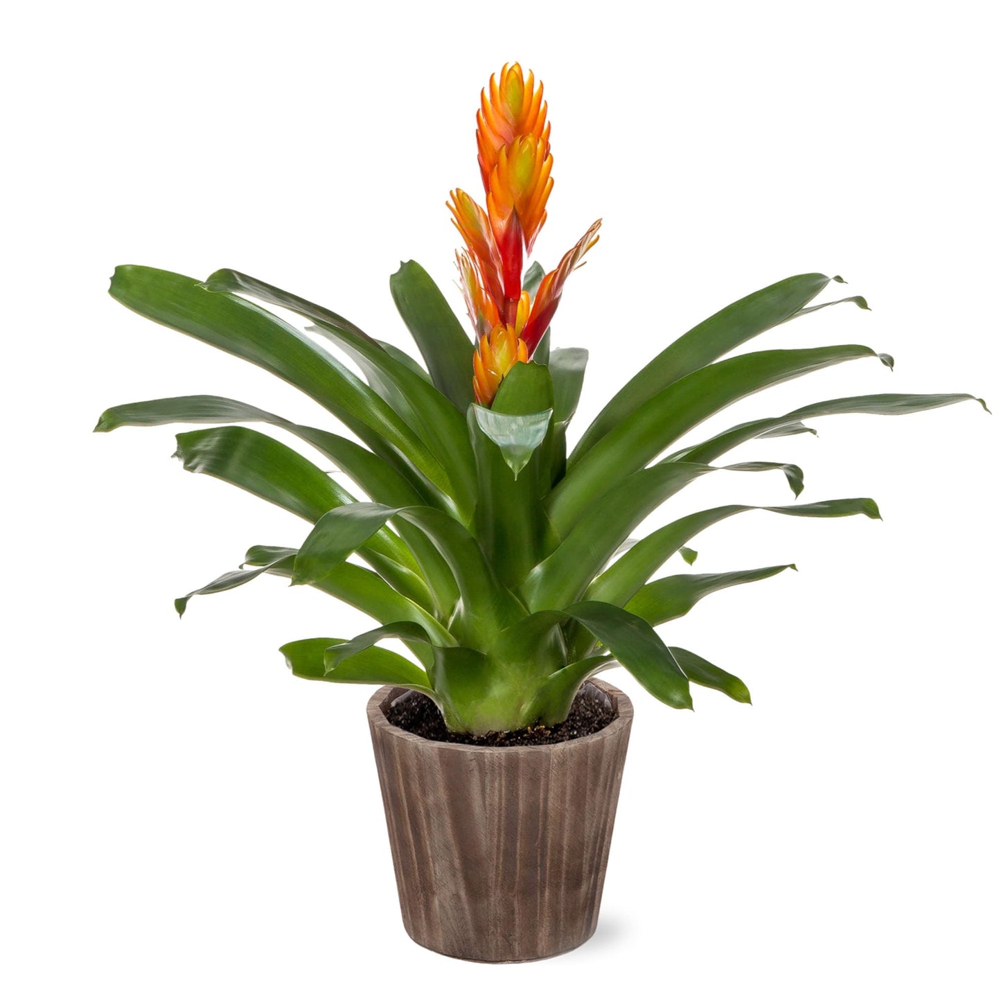 Green Circle Growers 5" Orange Vriessa Bromeliad in Brown Wilson Wood Planter, Live Plant