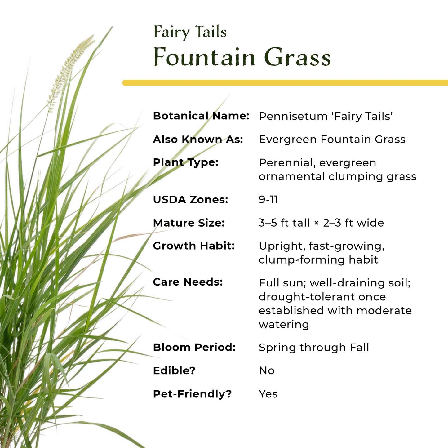 6 Fairy Tails Fountain Grass – Evergreen Ornamental Grass with Pink-White Plumes for Borders & Pots (Pennisetum ‘Fairy Tails’) in 2.5” Cubes, Live Plants