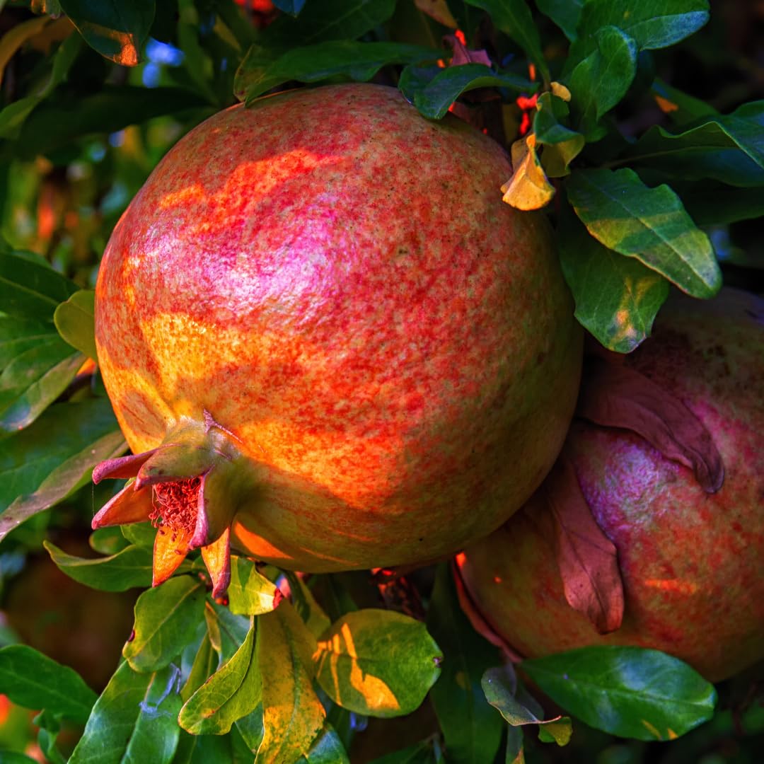 Pack 3 Pomegranate Tree Live Plant, Pomegranate Plant, Pomegranate Fruit Tree, Pomegranate Tree - Live Plant - Red Pomegranate Bush - Hardy Fruit Tree, Size 8 to 10 Inch Tall