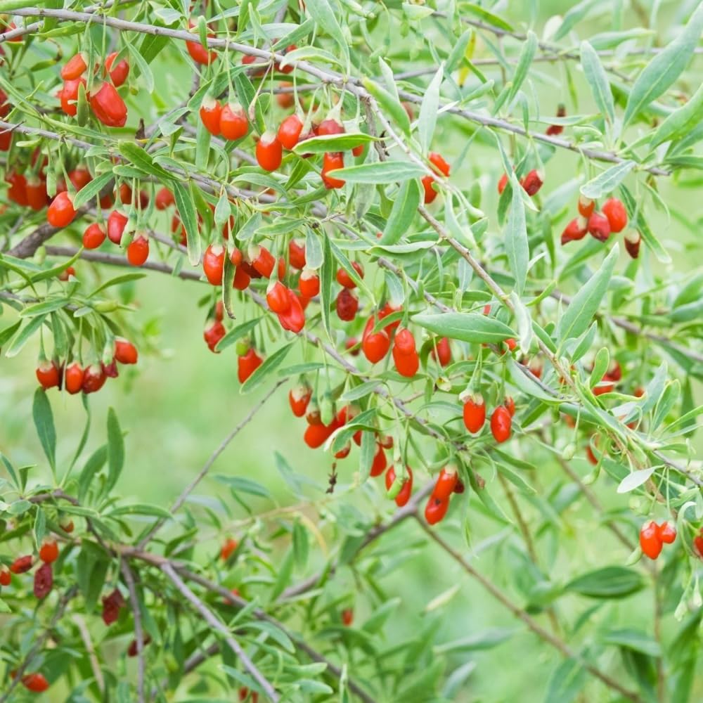 2 Goji Berry Plants Live, 5-9 Inch Tall, Red Goji Berry Bush Live Shrub to Grow Indoor Outdoor Home Garden