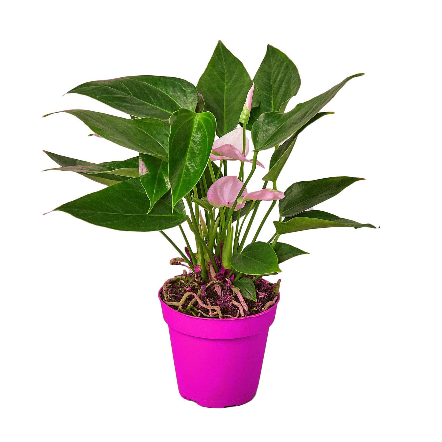Anthurium 'White' in 6in Pot - Live Tropical Houseplant - Easy to Grow | Variegated | USA Growers | The Snobby Leaf