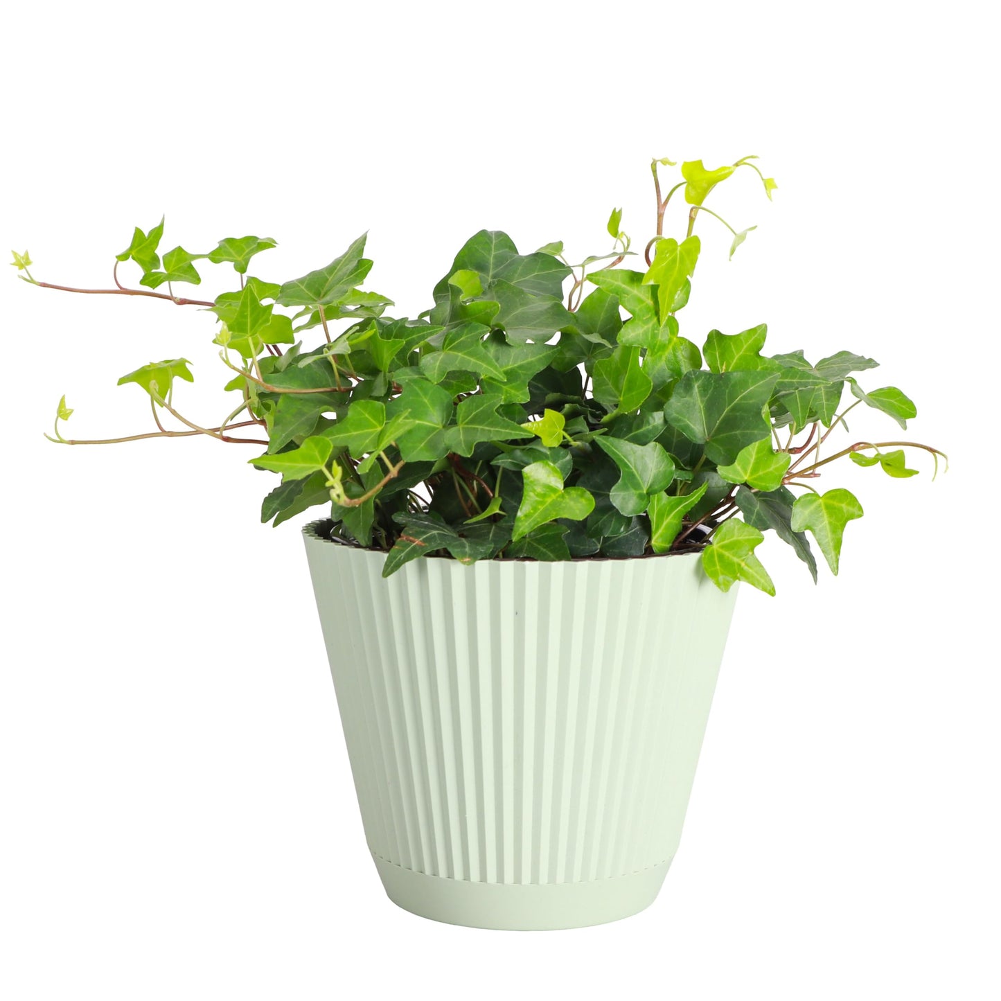 Thorsen's Greenhouse Live Green English Ivy Plant, Hedera Helix, Natural Air Purifier, Easy to Grow, Live Indoor Houseplant, (Sage - 6" Pot)