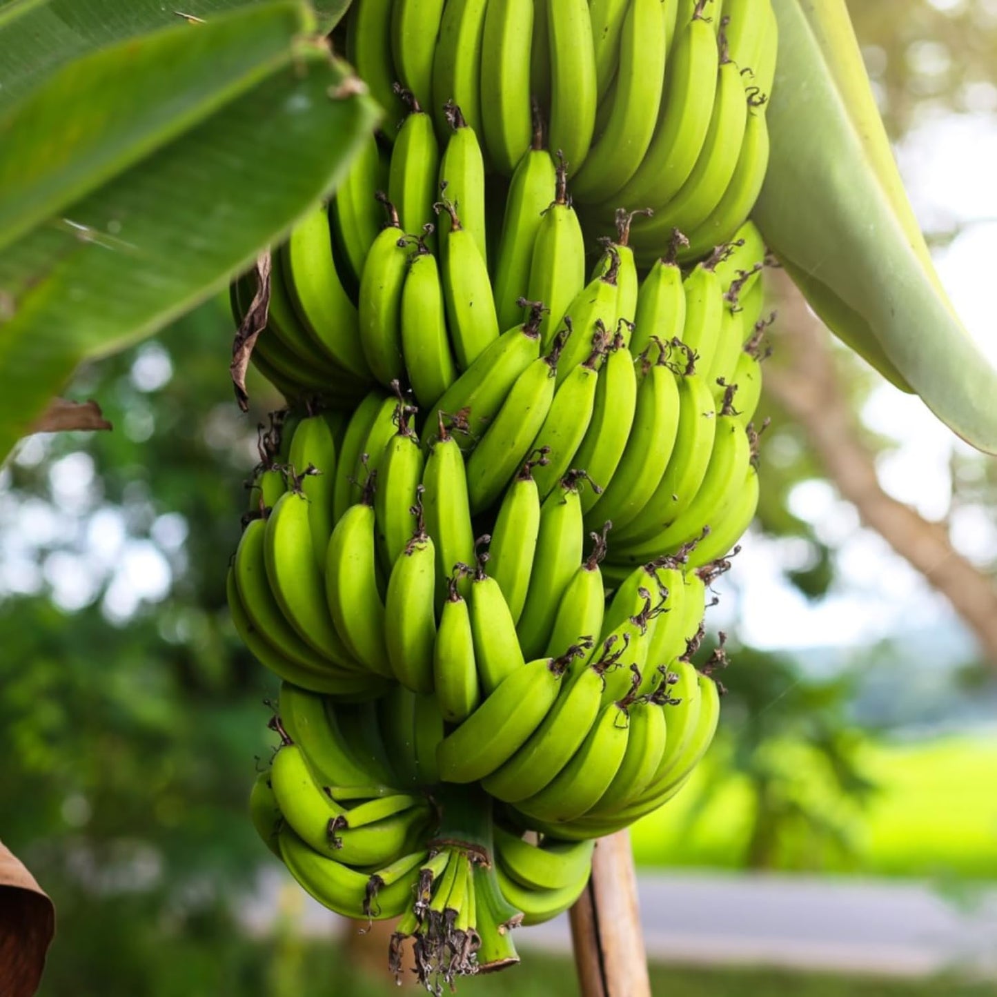 Grand Nain Banana Tree Live Plant, Well Rooted 4-8" Tall, Cold Hardy Tropical Banana Plant Live Well Rooted, Live Banana Fruit