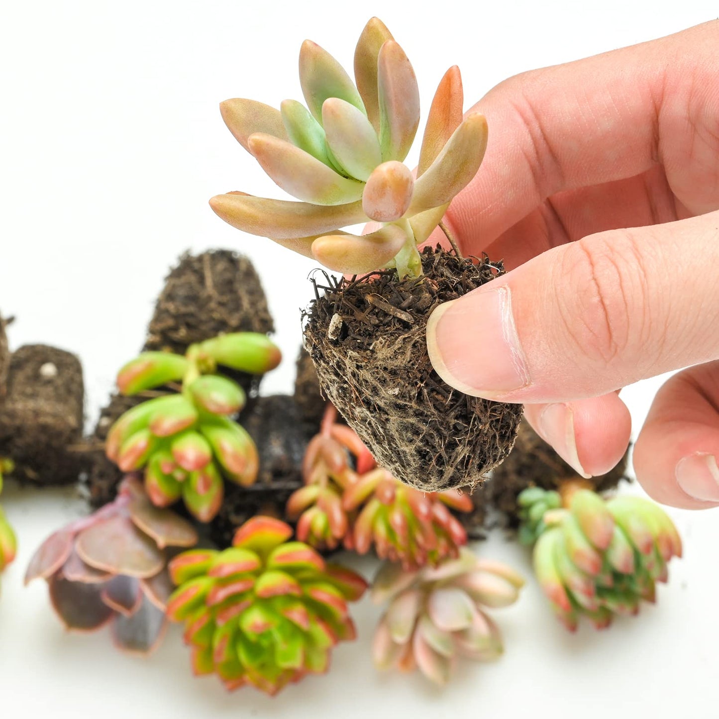 Sprout N Green 10 Assorted Succulents with Root, 10 Different Varieties Live Plants Collection, Without Plant Pot, Easy to Care, Great for Gardener Beginner, DIY Projects, Wedding Party Favor