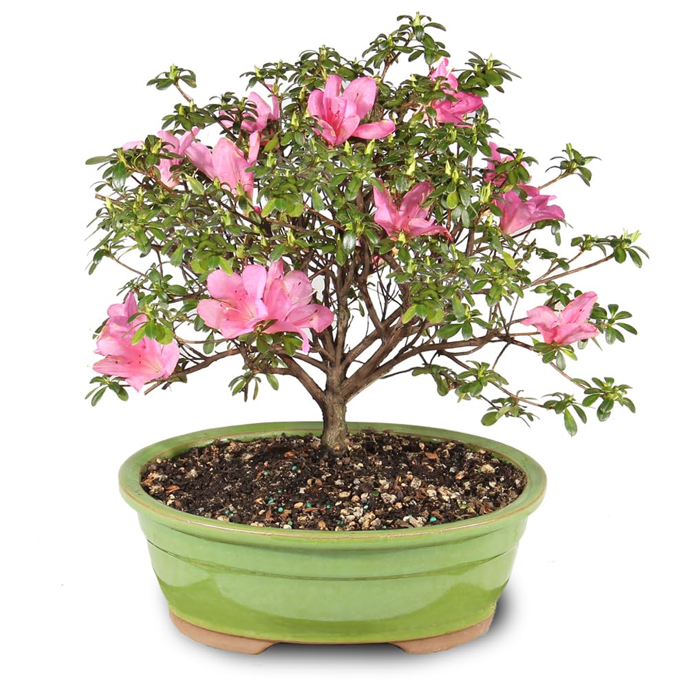 Brussel's Bonsai - Live Satsuki Azalea Flowering Bonsai Tree in Ceramic Bonsai Pot, Outdoor Bonsai Tree Live Plant, 8 Years Old, 10-14 Inches Tall, Easy Care Plant for Patio Garden (Large)