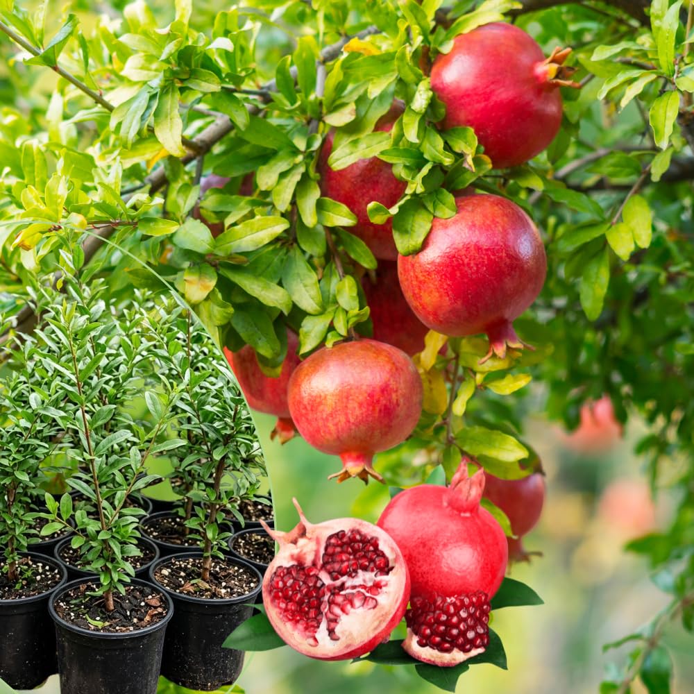 Sweet Pomegranate Live Plant, Pomegranate Tree in 3 Gallon Pot, Red Fruit Tree from 2-3 Feet Tall for Home Garden, No Ship to CA