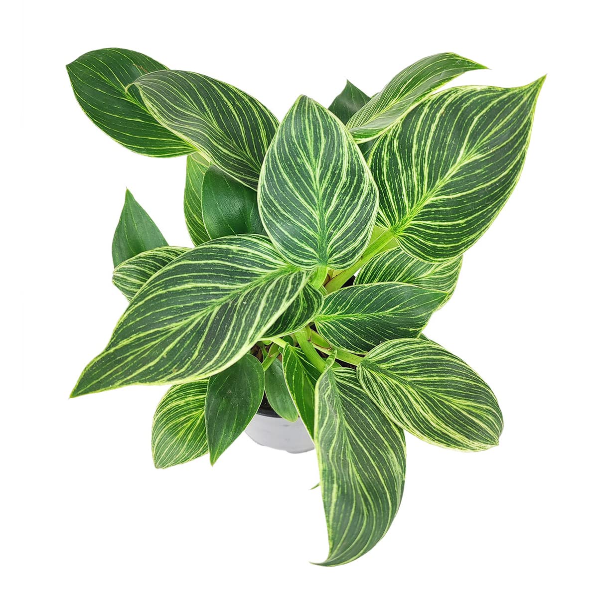 Philodendron Birkin (4" Grower Pot) - Rare Variegated Houseplant - Easy to Grow, Easy to Care Low Light Houseplants - Colorful Foliage Air-Purifying Plant