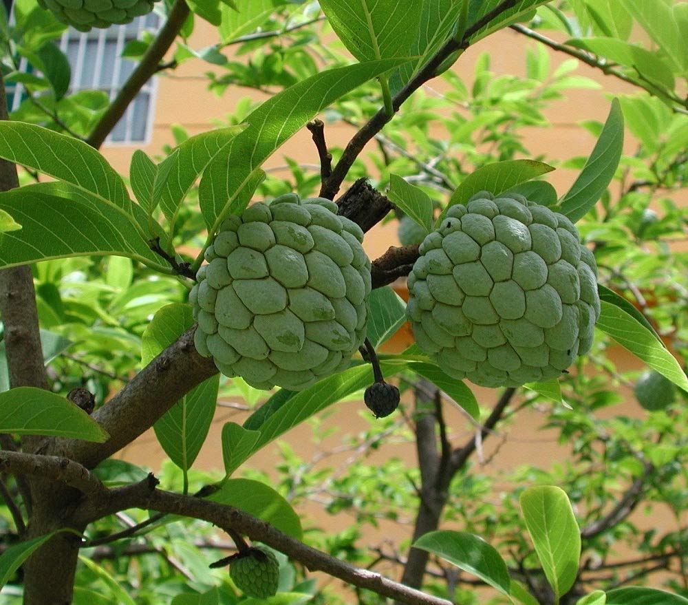 1 Sugar Apple Annona Squamosa Tropical Fruit Tree Live Plant