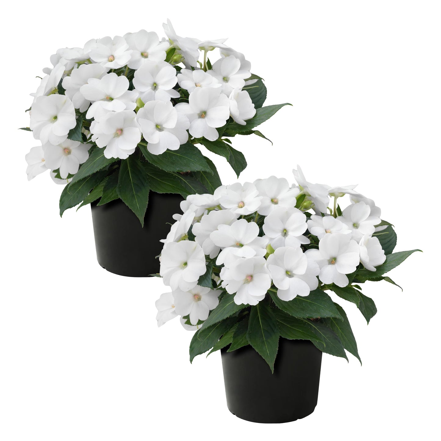 Live Flowering Sunpatiens - White (2 Plants Per Pack), Beautiful Annual Summer Color, 10" Tall by 6" Wide in 1 Quart Pot