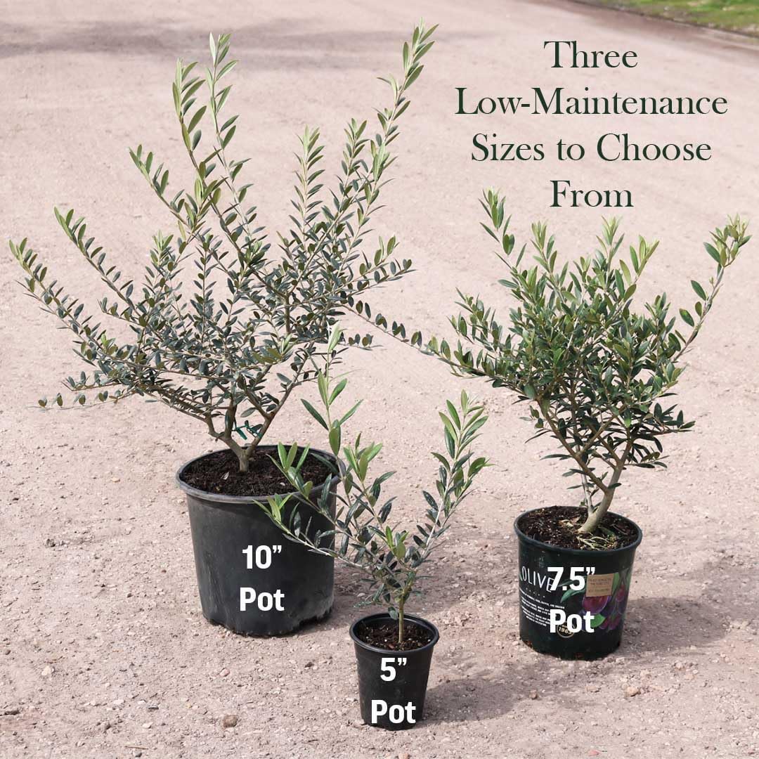 American Plant Exchange Arbequina Olive Tree – Live 5-Inch Pot, Fruit Bearing Tree, Cold Hardy Edible Variety for Containers, Patios, and Mediterranean-Inspired Gardens