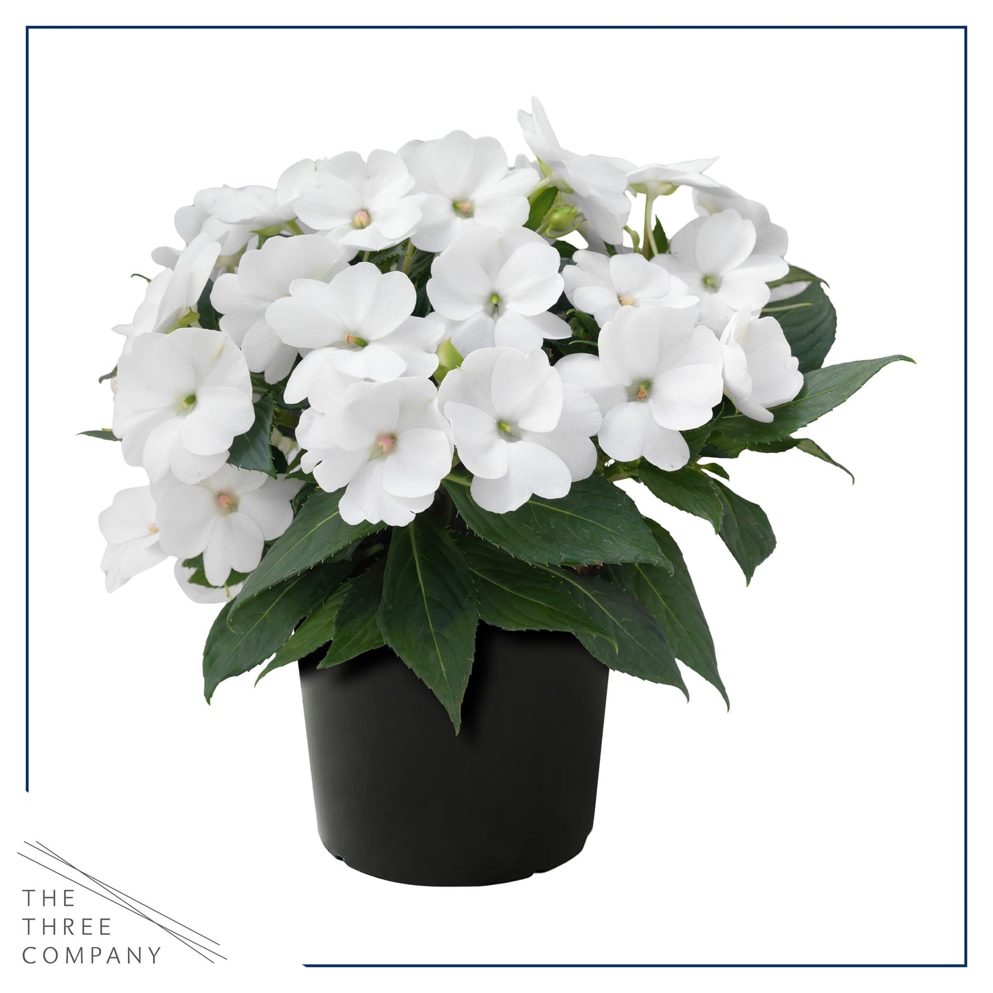 Live Flowering Sunpatiens - White (2 Plants Per Pack), Beautiful Annual Summer Color, 10" Tall by 6" Wide in 1 Quart Pot