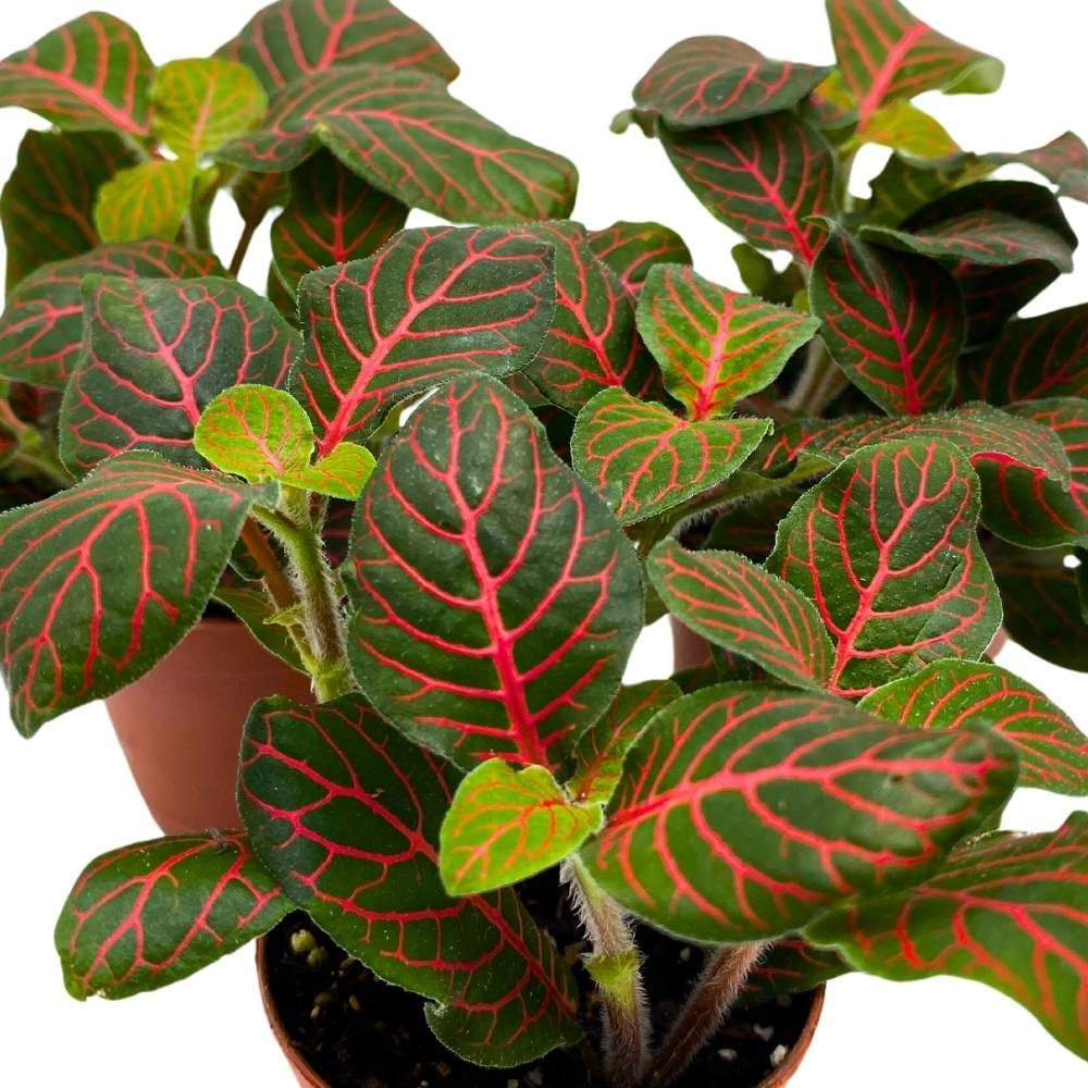 BubbleBlooms Red Nerve Plant 2 inch Set of 3 Mosaic Red Veined Fittonia Tiny Mini Pixie Plants