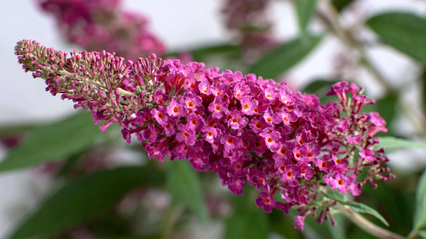 Buddleia Davidii Butterfly Bush Dapper Pink | 3 Live Plants | Fast Growing, Pink Blooms, Attracts Butterflies, Fragrant Flowers, Drought Tolerant, Long Blooming Season, Low Maintenance