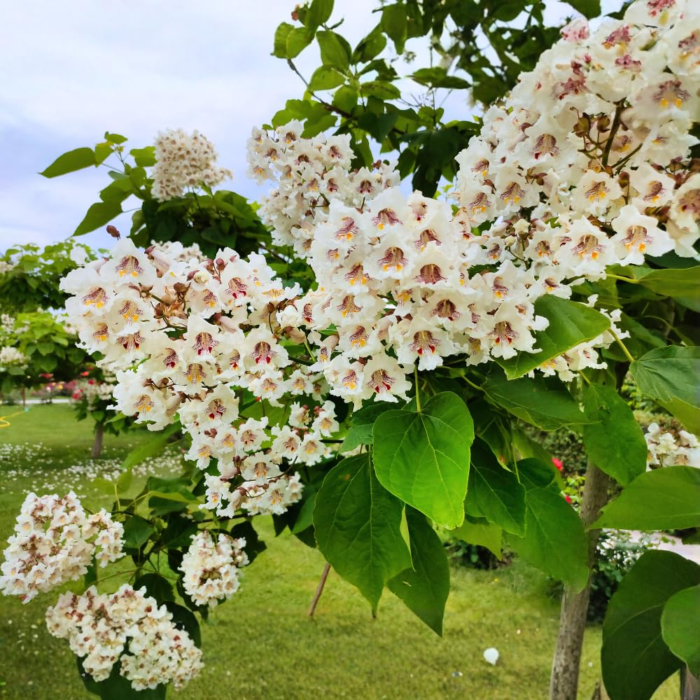 5 Catalpa Tree Plant Live – Catalpa Native Seedlings 1–2 Feet Tall | Easy to Grow Outdoor Trees for Backyard Shade & Wildlife Habitat | Dormant Plant