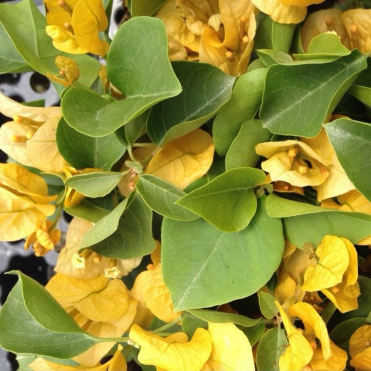 Live Plant - 4” Pot of California Gold Rooted Bougainvillea Plant