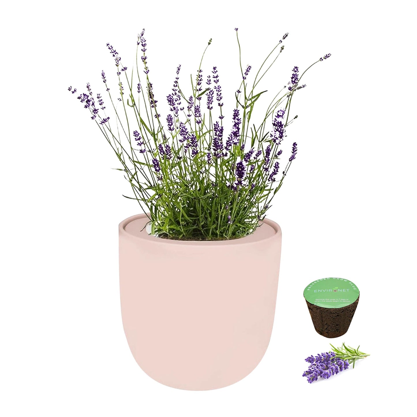 Environet Hydroponic Herb Growing Pink Ceramic Kit, Self-Watering Kitchen Garden Starter Kit with Organic Seeds (Lavender)