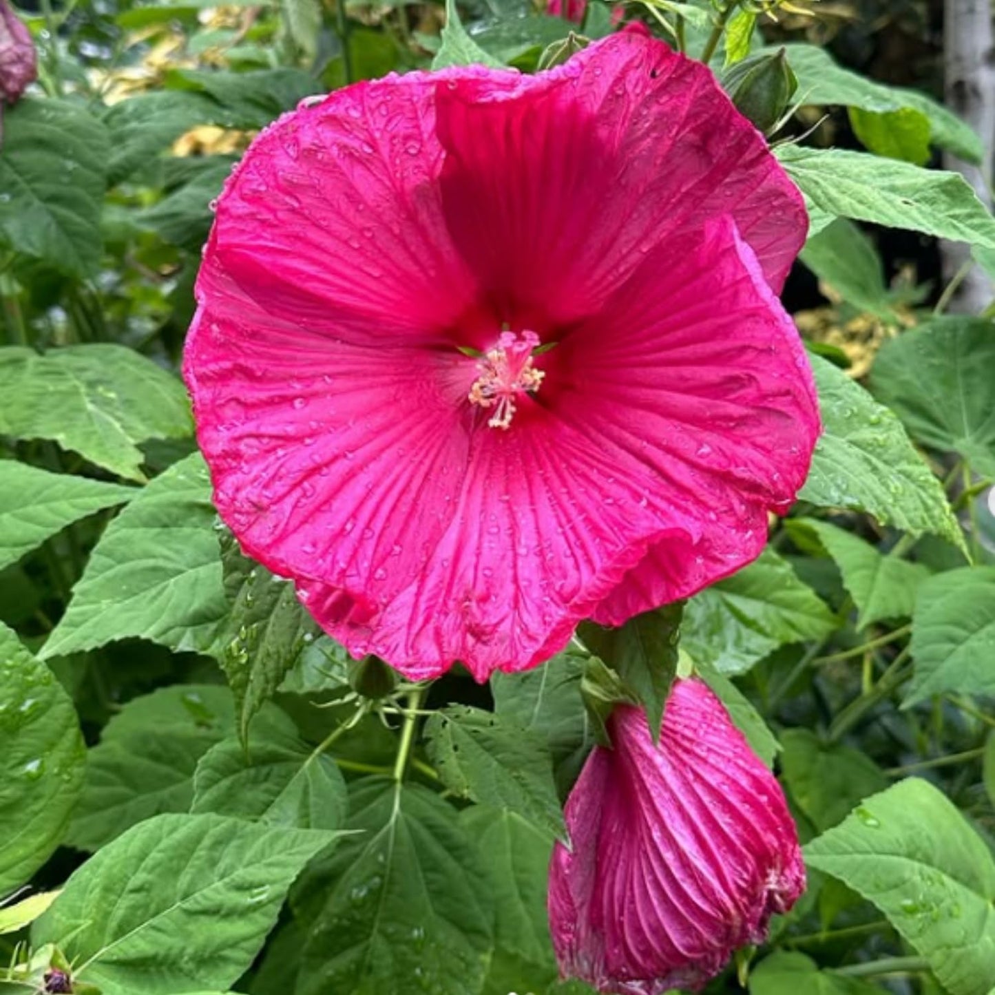 Set 2 Hibiscus Plants Live, 5-9" Tall, Hardy Hibiscus Tree Live Plant, Hibiscus Flowers Plant to Grow (Rose Hibiscus)