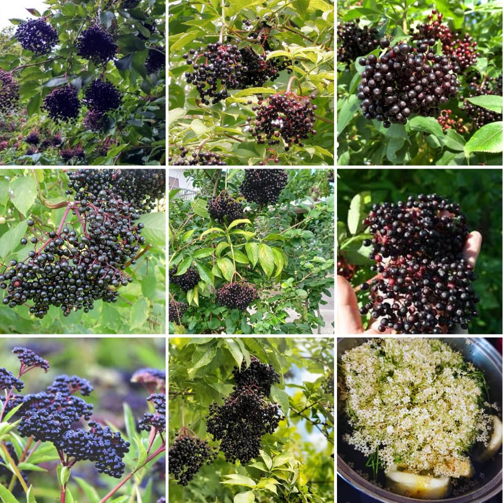 3 Black Elderberry Plants Live for Growing 6 to 12 Inch Height, American Elderberry Bush Live Plants, Sweet Fruit Trees