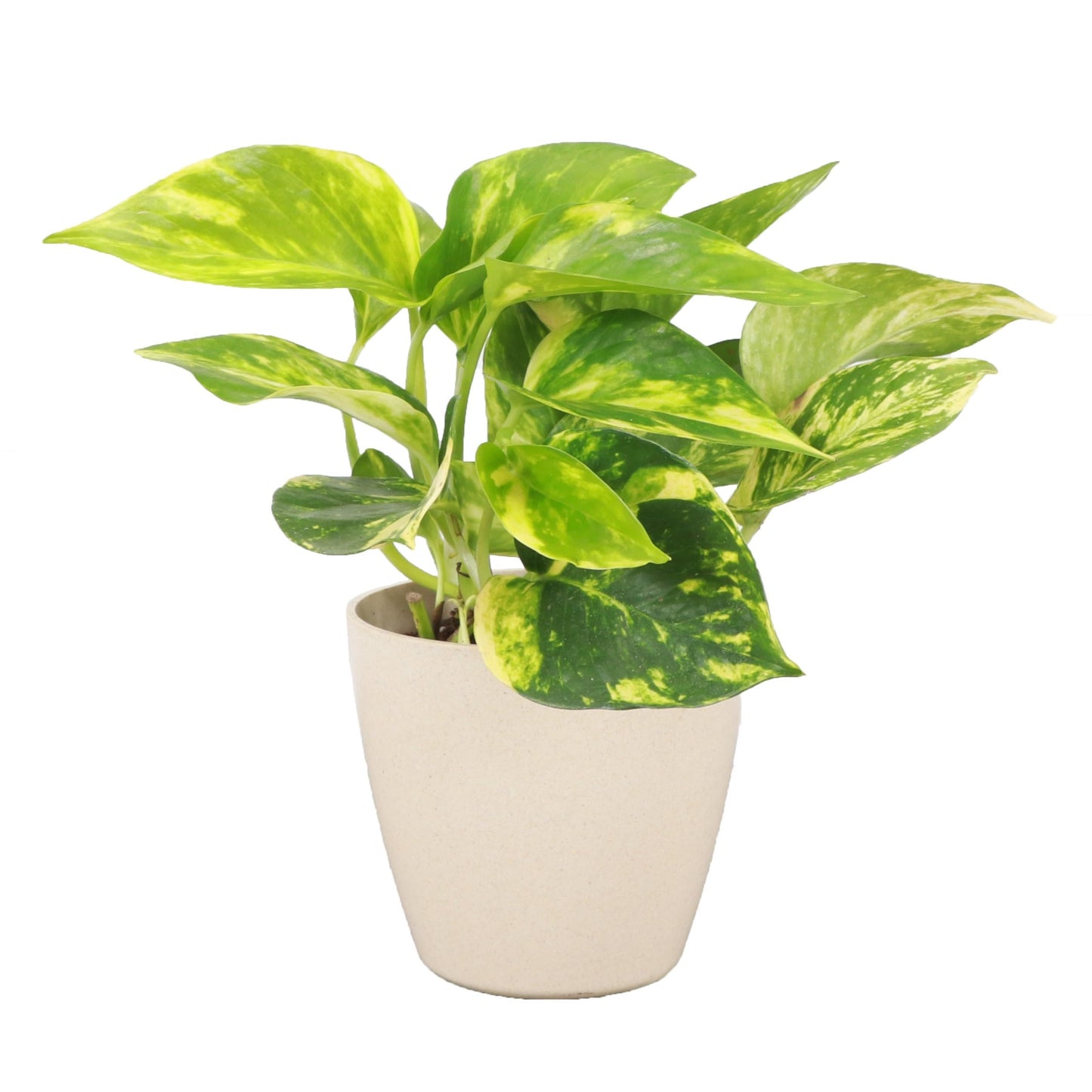Thorsen's Greenhouse Golden Pothos, Live Indoor Vining Plant, Easy to Grow, Variegated Houseplant, Natural Air Purifier (Natural, 4-inch Pot)