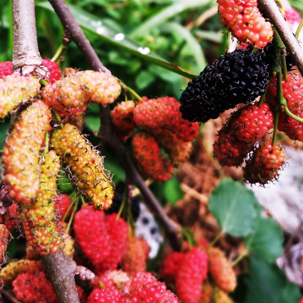 2 Mulberry Tree Live Plant, Pakistan Mulberry Plants Live for Planting Fruit Trees Indoor Outdoor Garden
