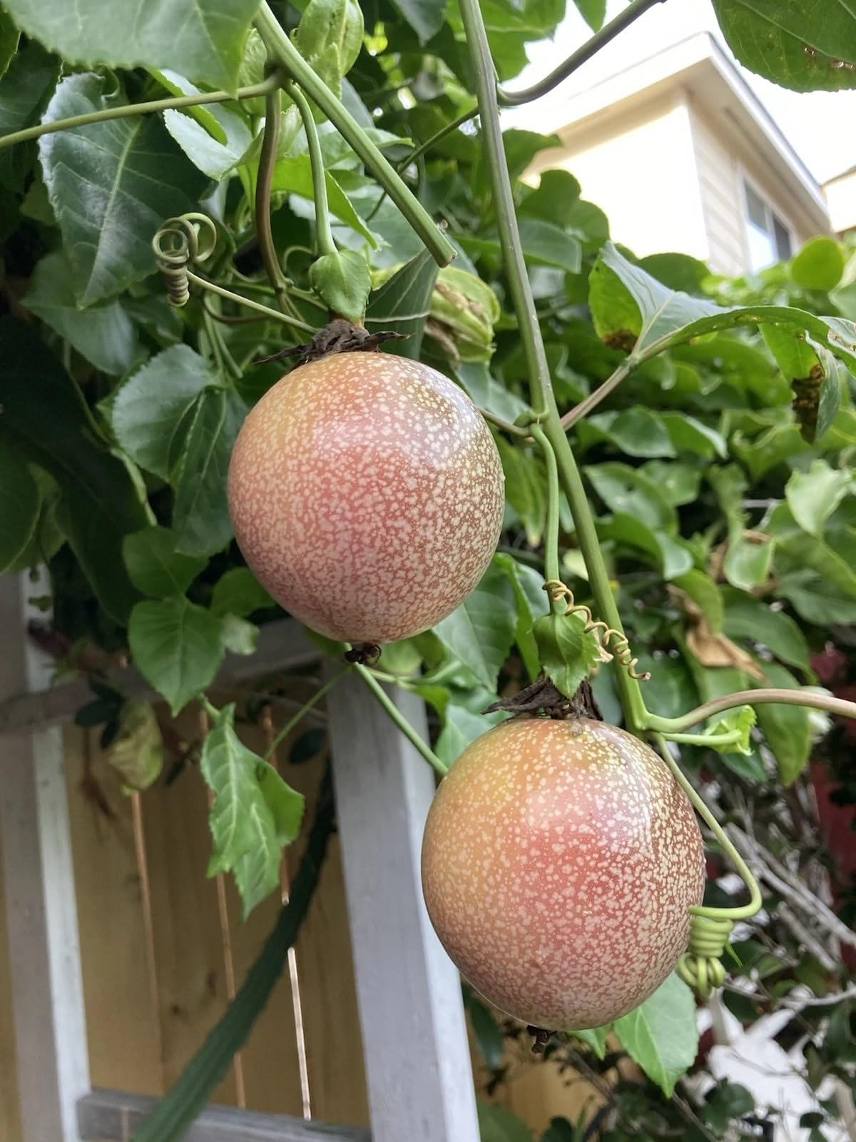 2 Purple Passion Fruit Plants/Passiflora edulis 'Possum Purple' – 8" Tall, Fully Rooted