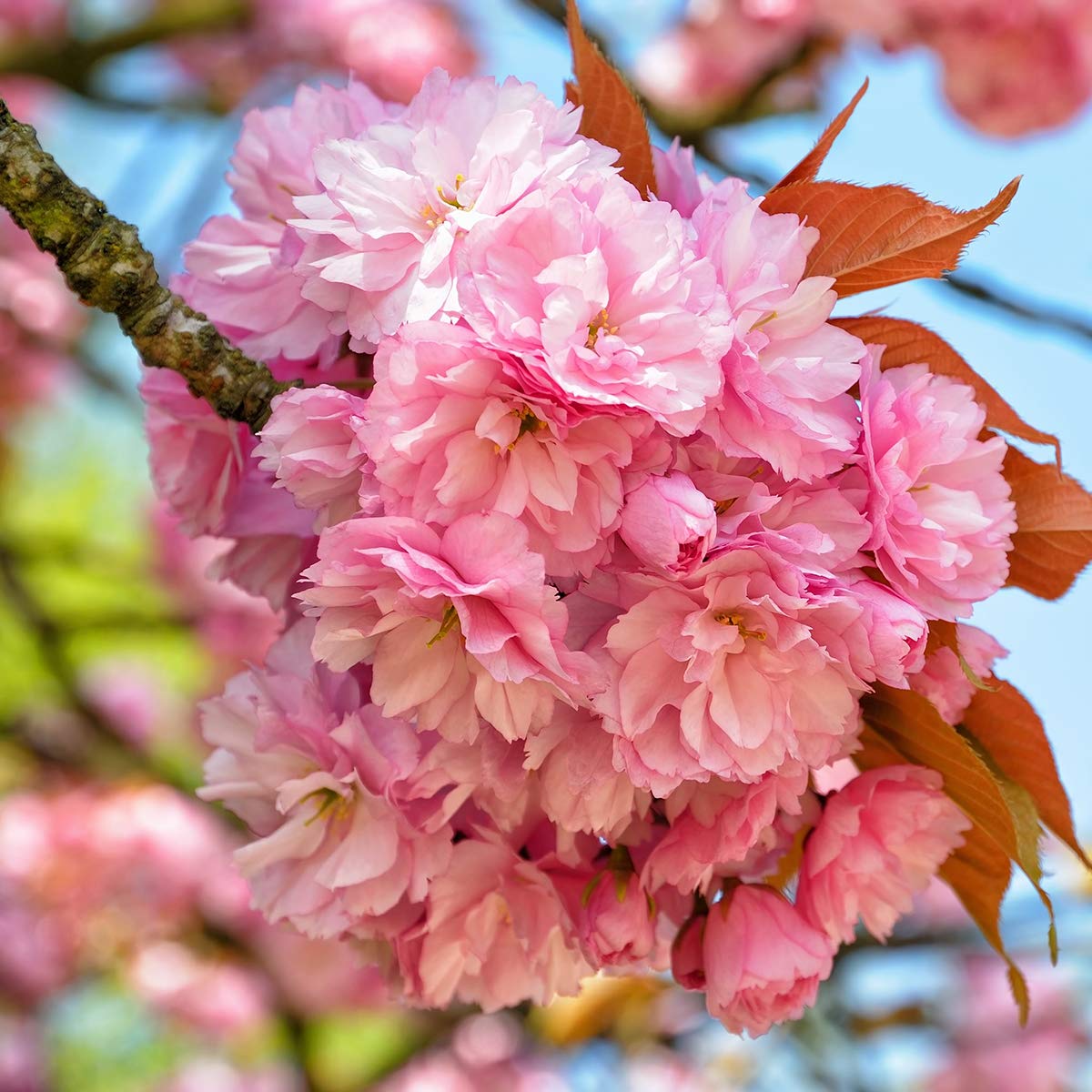 Van Zyverden Ornamental Tree Cherry Kwanzan 1 Root Stock
