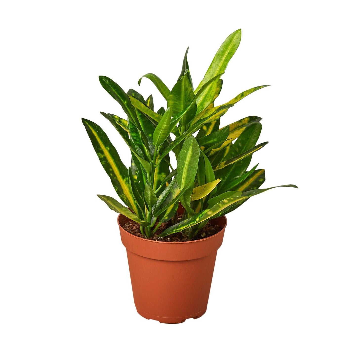Croton 'Sunny Star' | Live Plant for Indoor & Outdoor | for Living Room, Office, Bathroom | (4" Pot)