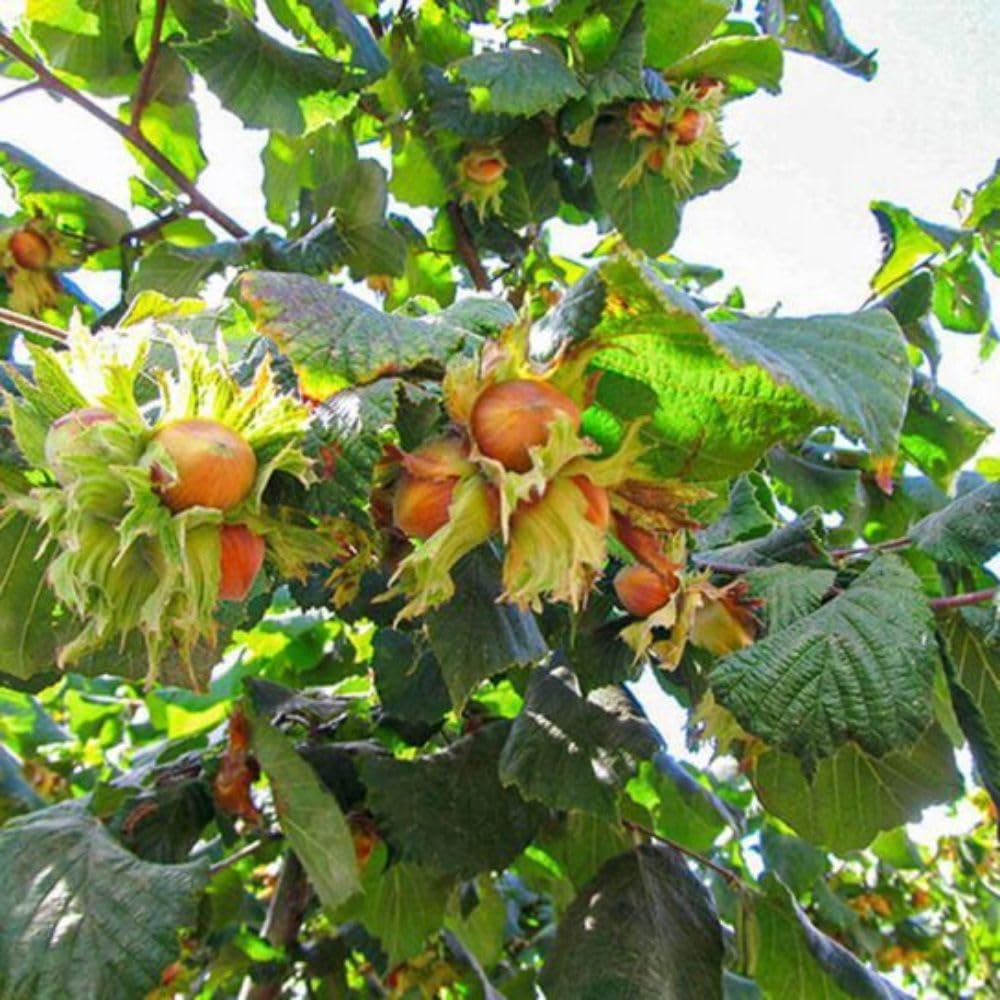 Live American Hazelnut Tree Plant in 3 Gallon Pot, Hazelnut Plant Live 2-3ft Tall, Hardy Nut Tree for Planting Outdoor Garden, No Ship to CA