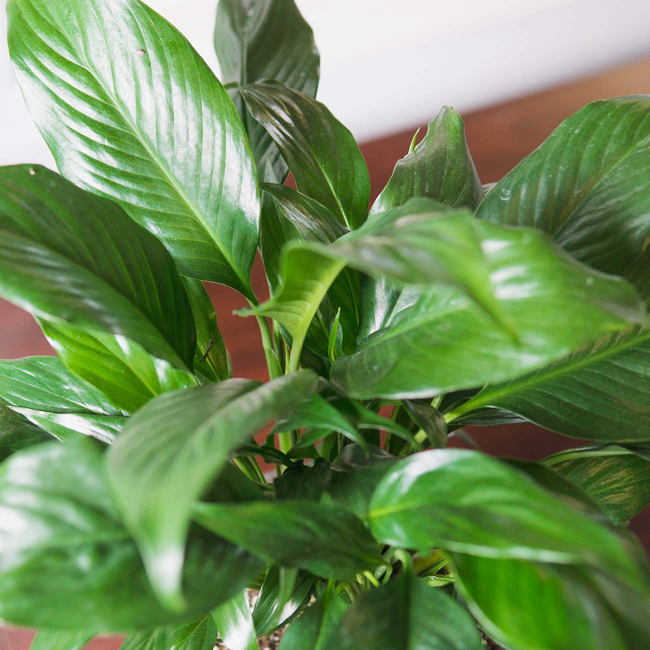 PERFECT PLANTS Peace Lily | Spathiphyllum | 15in. Tall | Easy Care Houseplant | Perfect for Moderate to Bright Light Conditions, 6 in. Grower's Pot, | Air Purifying
