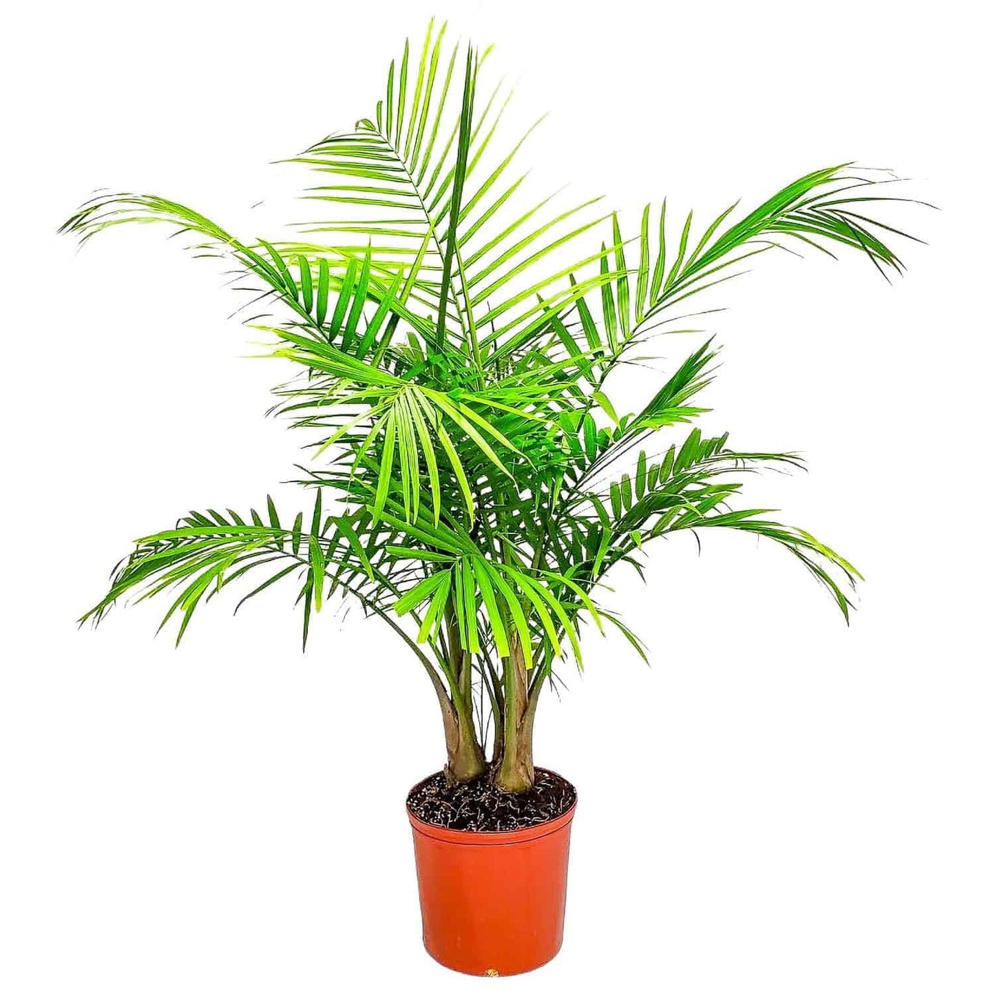 Majesty Palm - Live Palm Tree Plant - Tropical Plants of Florida - Overall Height 34" to 38" (Plant in Growers Pot)