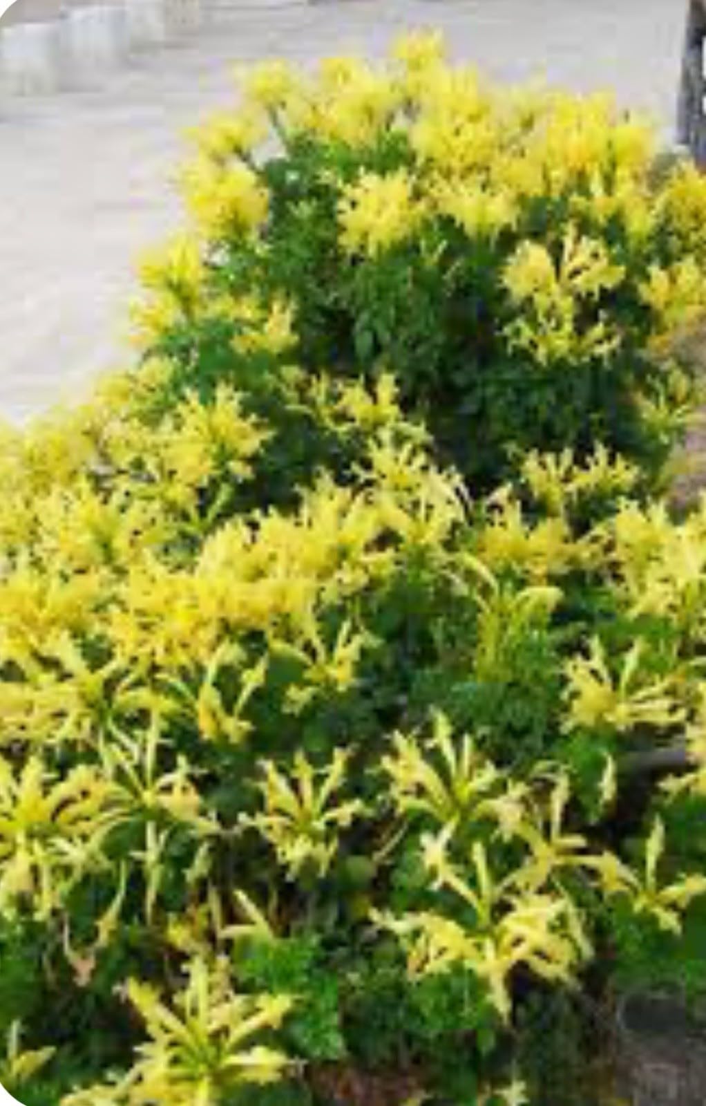 Live Plant - Cape Town Yellow Tecomariasmall Rooted Starter Planthummingbird Heaven