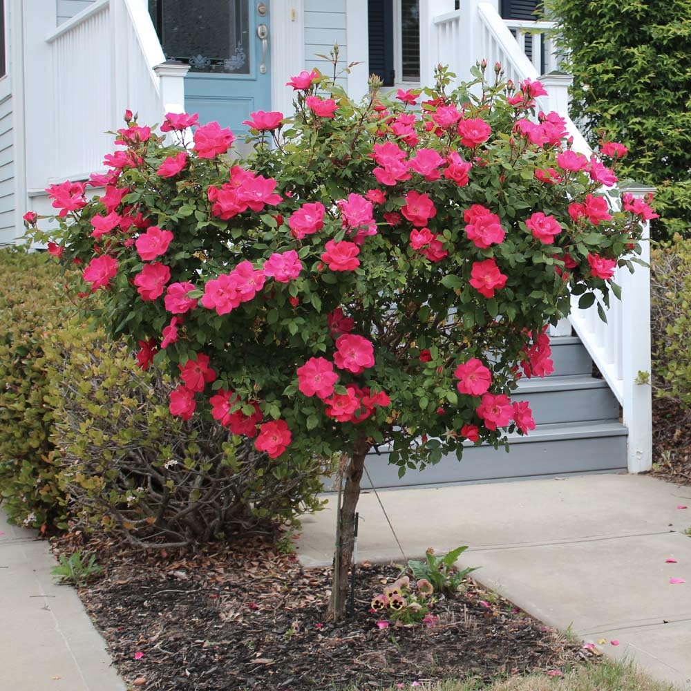 Brighter Blooms - Knock Out® Rose Tree, 3-4 ft. - No Shipping to AK, AZ, HI