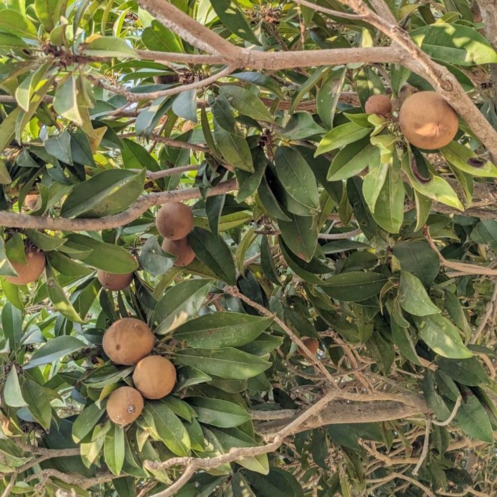 Live Sapodilla Plant 2-3 Feet in 3 Gallon Pot, Sapote Plant Live, Tropical Fruit Tree for Outdoor Garden, No Ship to CA