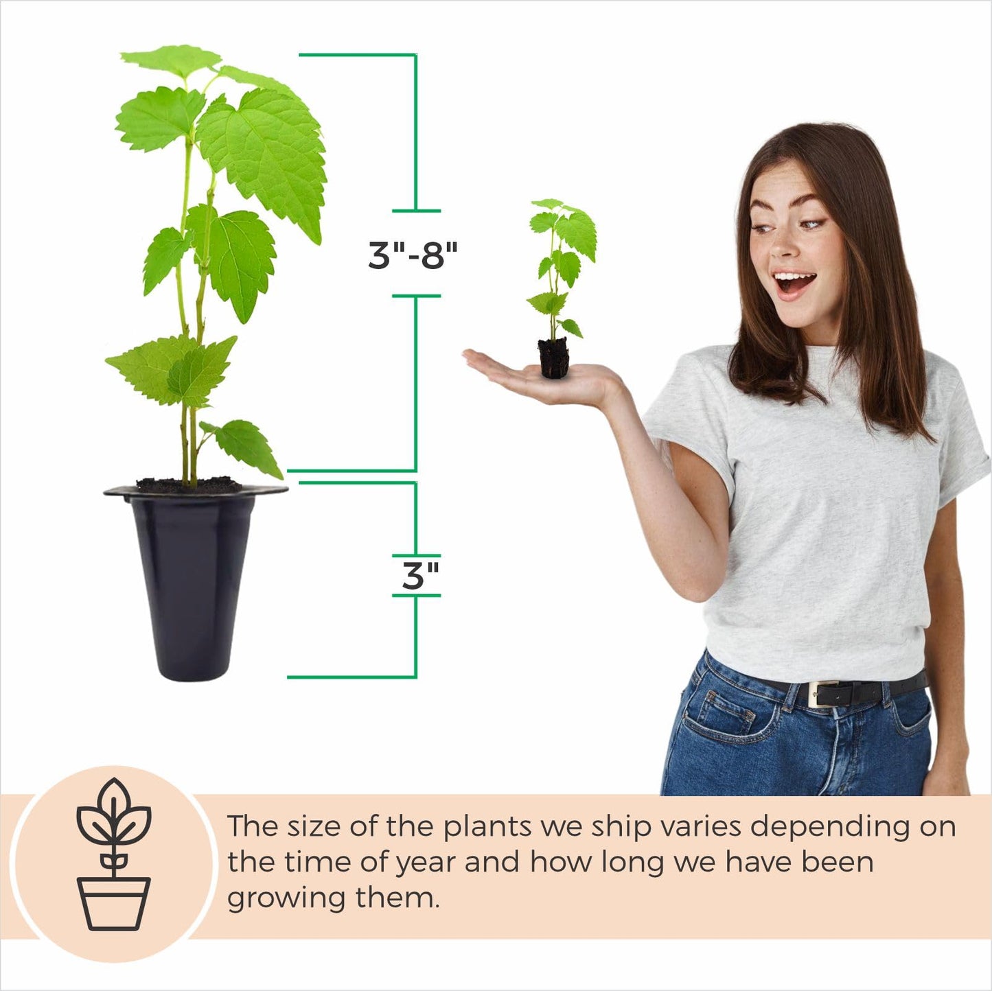 Mulberry Dwarf Everbearing Plant (4 Pack) | Real Live Fruit Plants for Sale| Easy to Grow Live Plants for Organic Gardens | Ideal for Home Gardens, Organic Landscaping, and Indoor or Outdoor Planting.