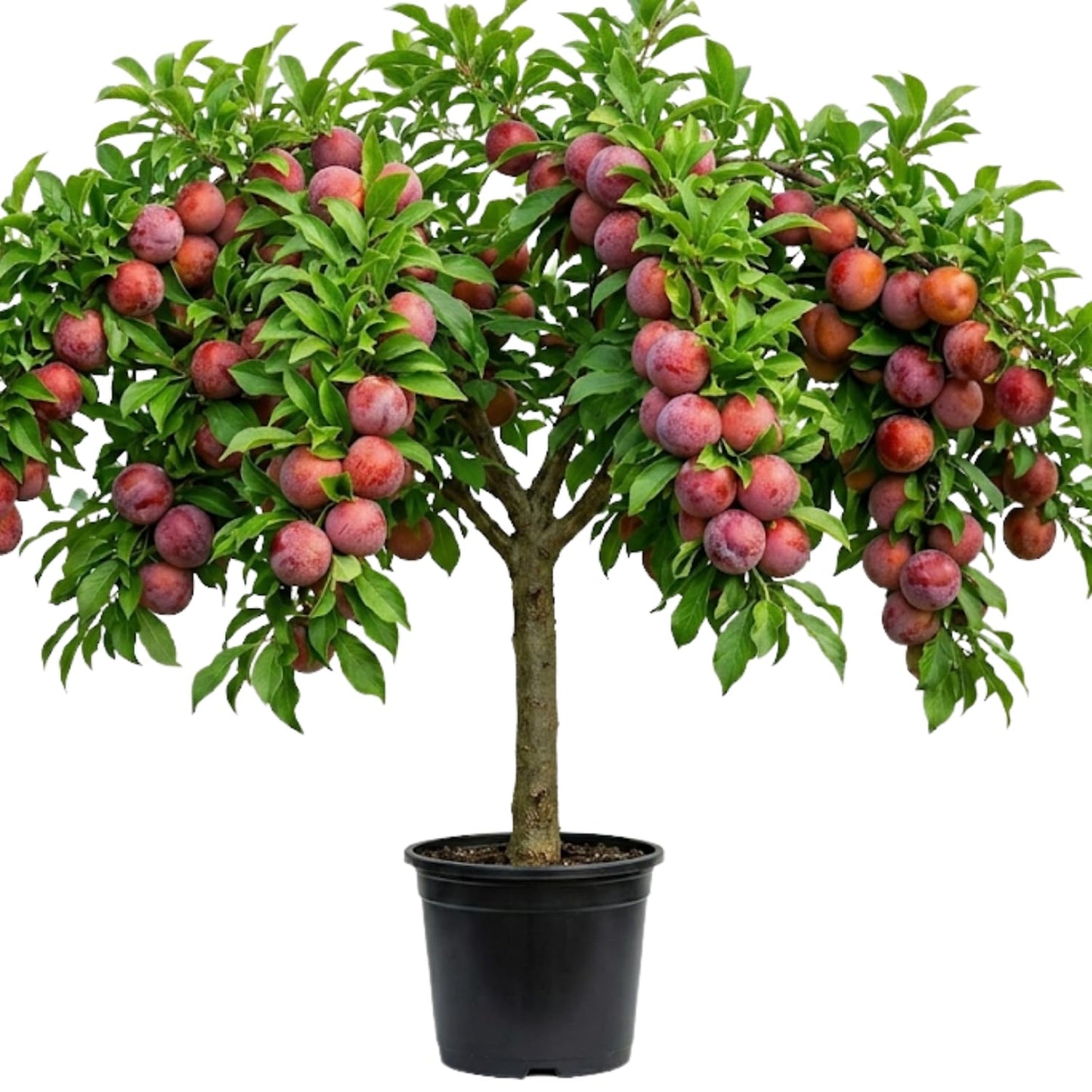Live Flavor Pluot Tree Plant in 3 Gallon Pot, 2–3 Ft Tall Plum Apricot Fruit Tree for Outdoor Garden, Backyard, or Landscape Planting, No Ship to CA