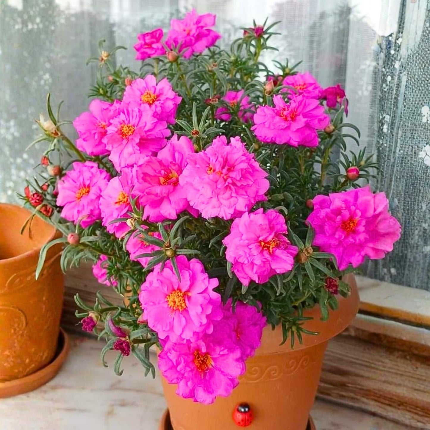 4 Portulaca Plants Live, Moss Rose Flower Plant for Outdoor Garden, Ground Cover Plant for Patio Containers, Borders or Landscape 4-7 Inches (Deep Pink)