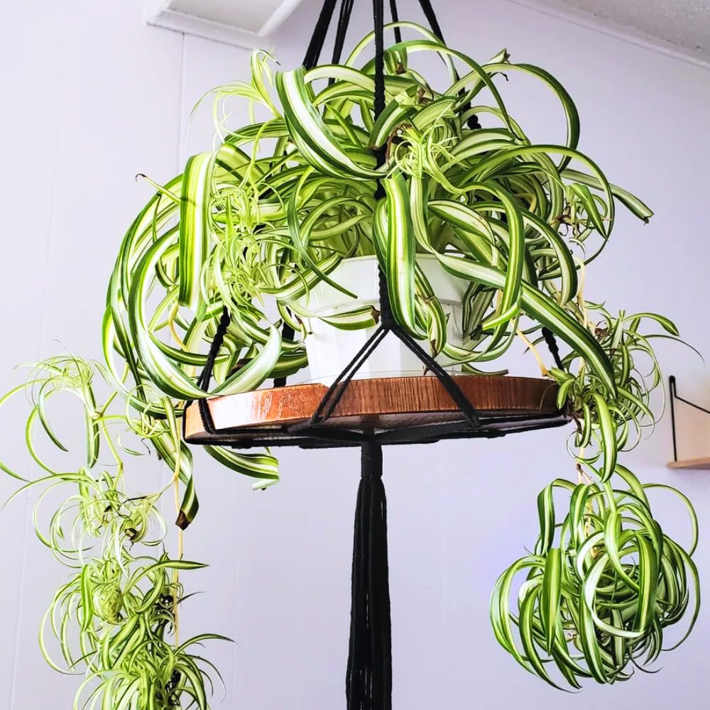 Spider Plant, Curly Spider Plant Live Indoor Houseplant 4 Inches Potted