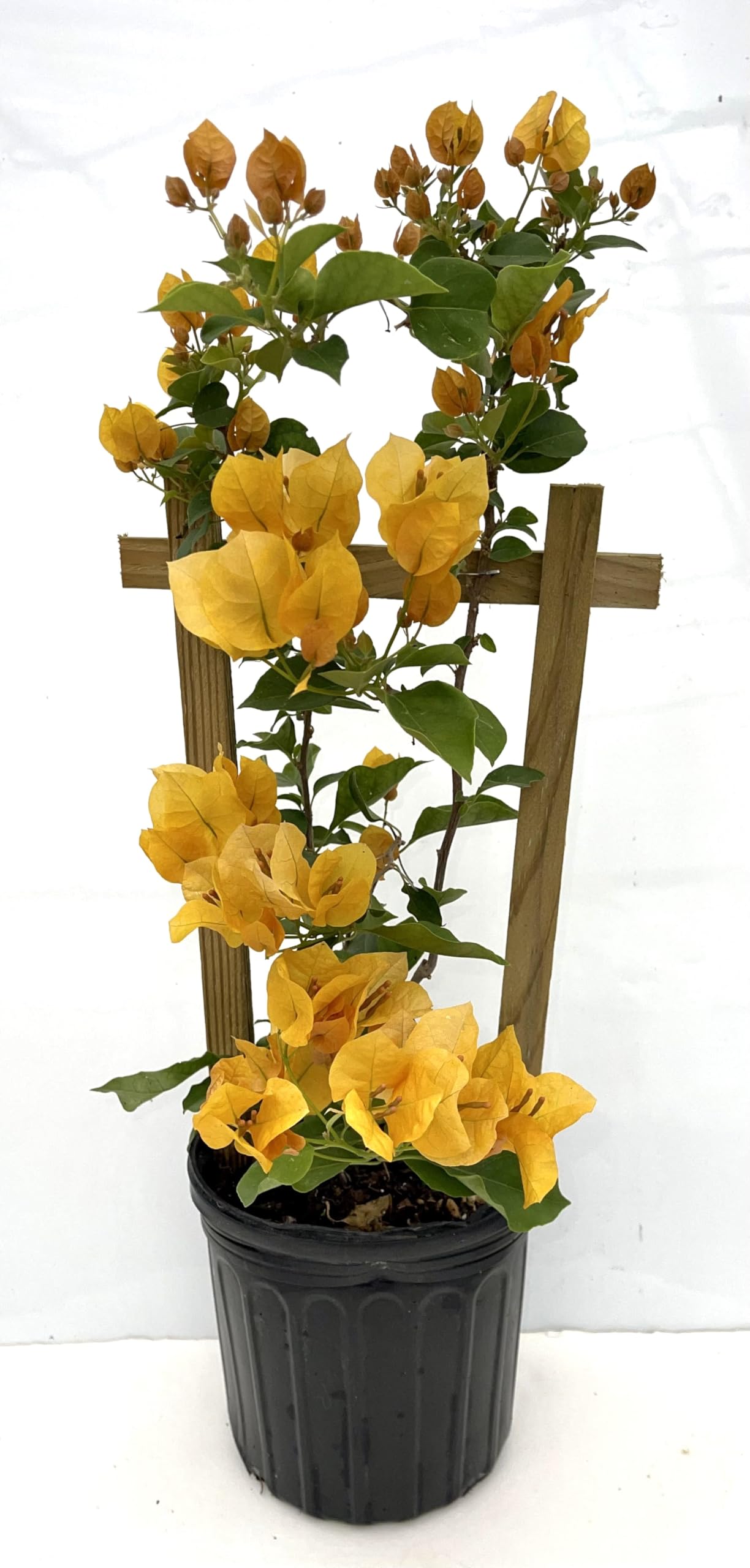 16" Tall Yellow Bougainvillea Live Well Established Plant in 6" Pot with Wood Trellis Bright Colors Flowering Vine Indoor/Outdoor Perennial/Annual Tropical