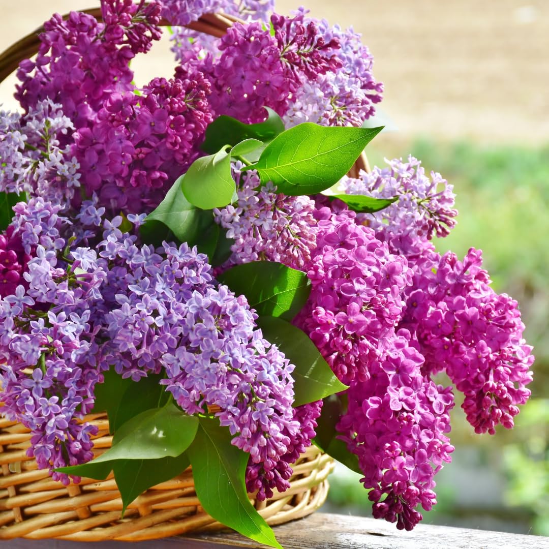2 Lilac Trees Live Plants, 1 Year Old Well-Rooted Purple Syringa Bushes Seedling,6 to 12 Inches Tall, Fragrant, Zones 3-7