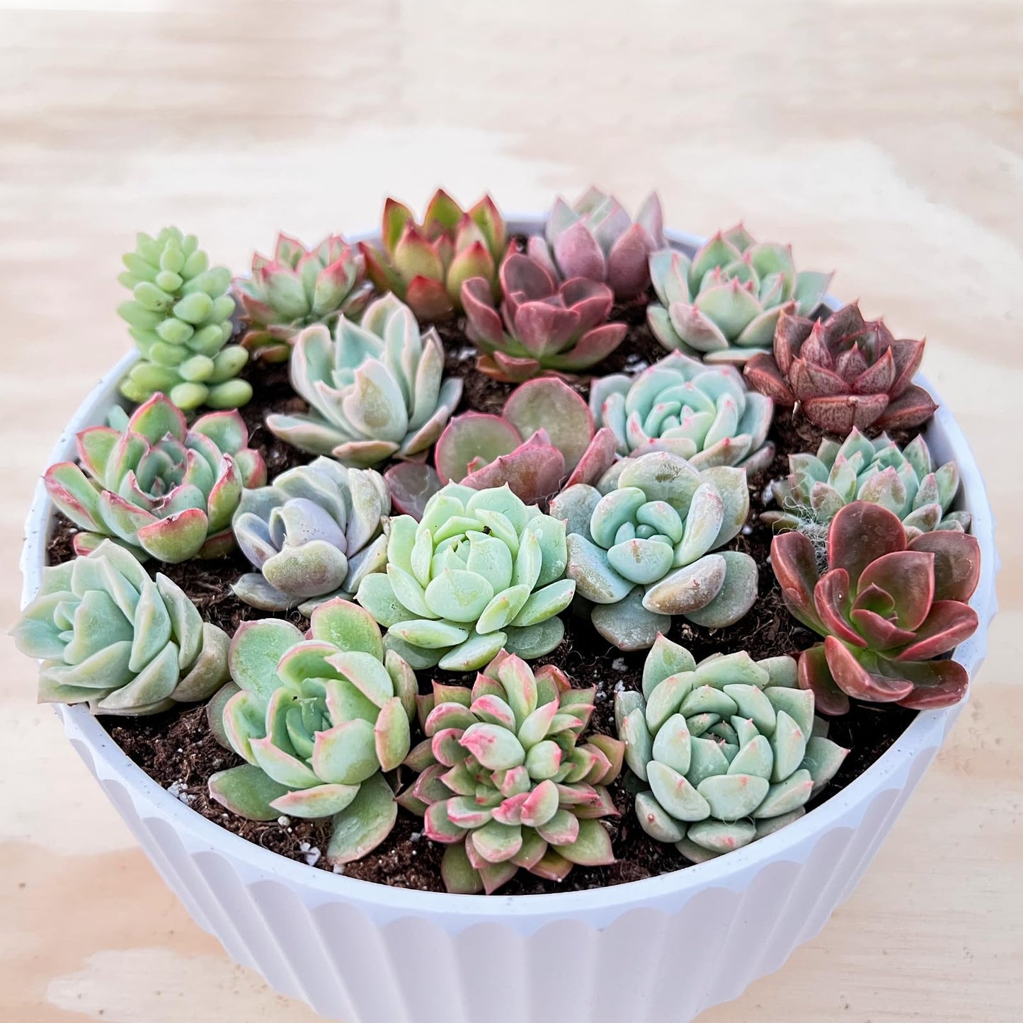 Sprout N Green 5 Assorted Succulents with Root, 5 Different Varieties Live Plants Collection, Without Plant Pot, Great for Gardener Beginner, DIY Projects, Wedding Party Favor, Easy to Care