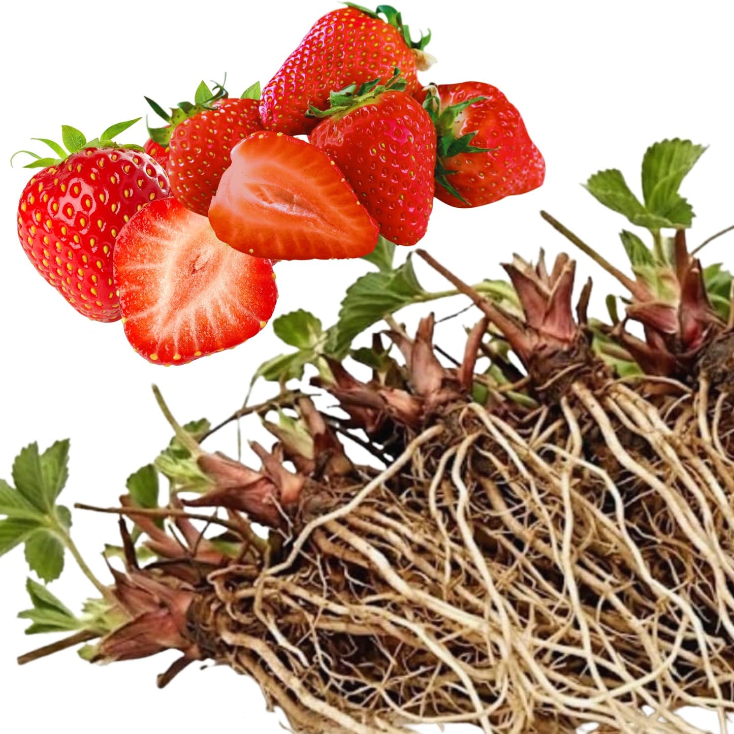 25 Strawberry Bare Roots, Strawberry Plant Live, 5 to 7 Inc Tall, Fruit Garden Indoor Outdoor, Easy to Plant