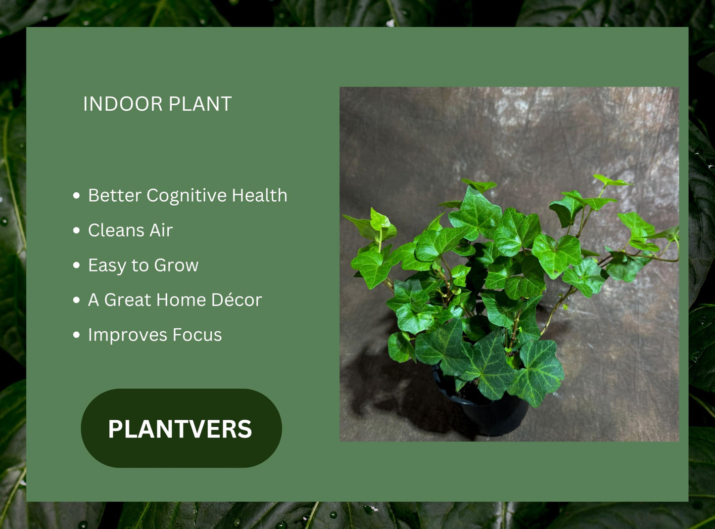 PLANTVERS Green Ivy in a 4" Nursery Pot - Hedera - Vining Plant - Low Maintenance Plant - Trailing Houseplant - Easy Care Live Plant