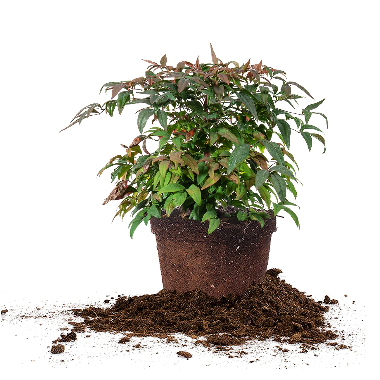 PERFECT PLANTS Firepower Nandina 3 Gal. Pot | Heavenly Bamboo | Low Maintenance | Eye Catching Green and Blush Pink Foliage