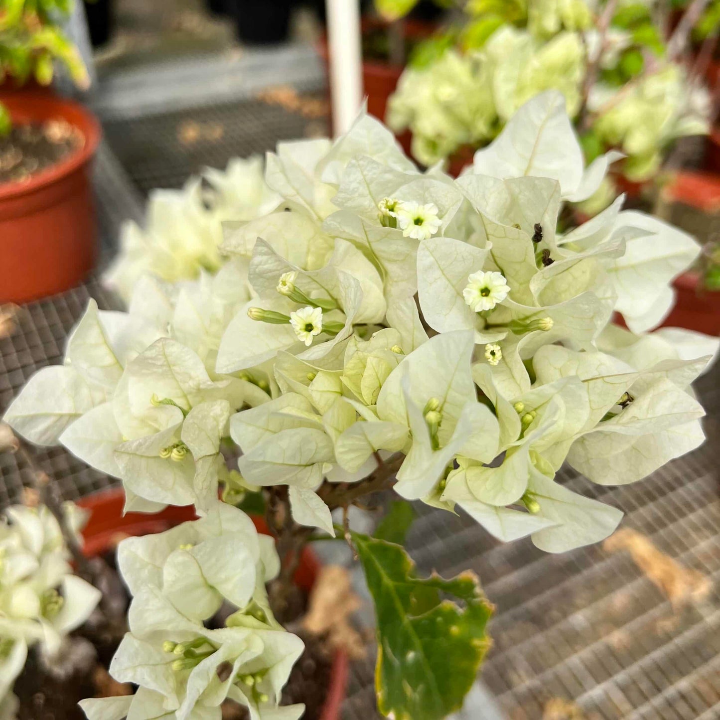 Live Plant - White Flower Plant/White Trinitaria (Bougainvillea Glabra Alba) Live Plant 1’-2’ Feet Tall