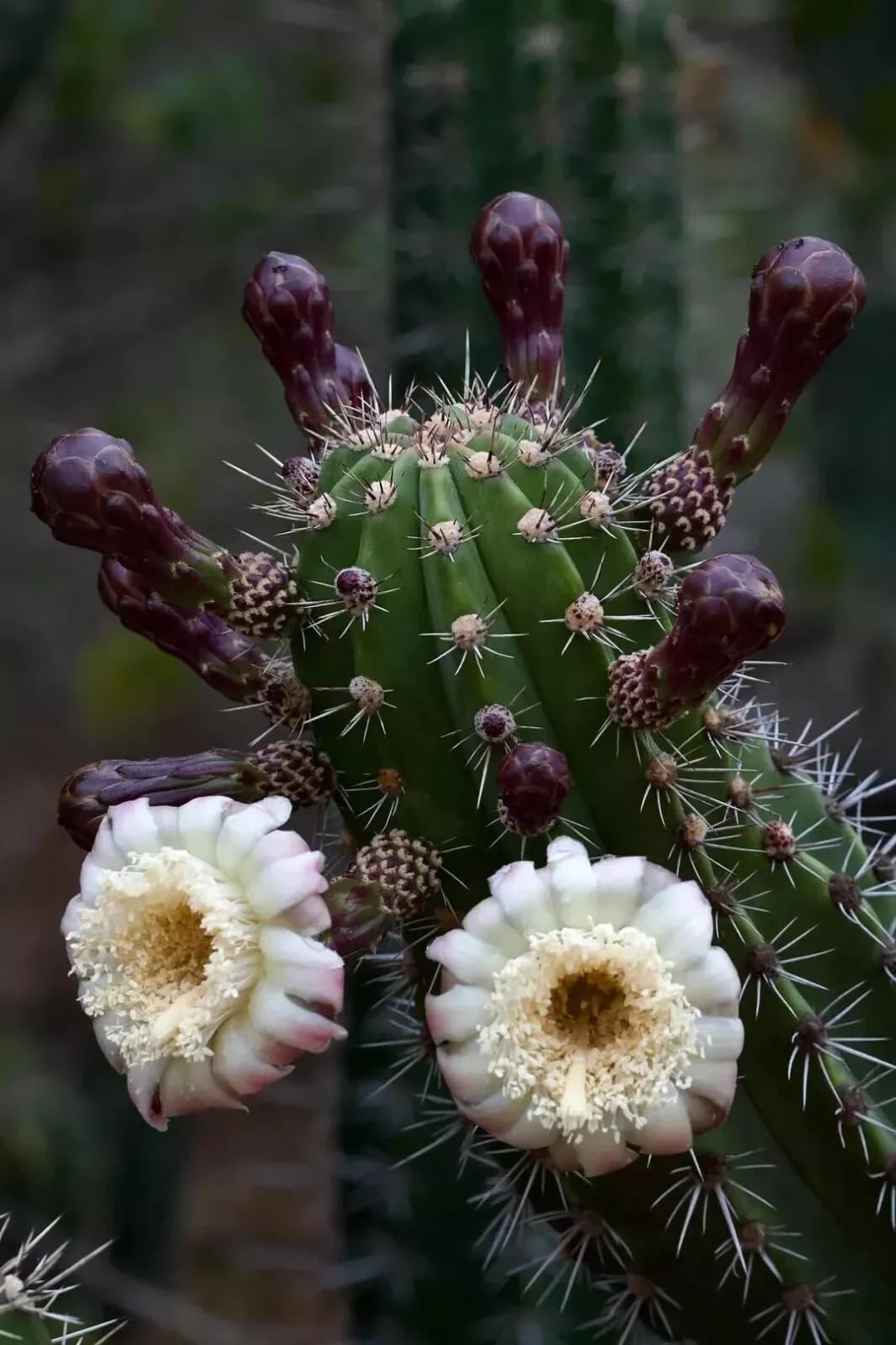 Gray Ghost Organ Pipe Cactus (Stenocereus pruinosus) - Large - Live Plant - Powdery Blue-Green Stems - Night-Blooming Flowers