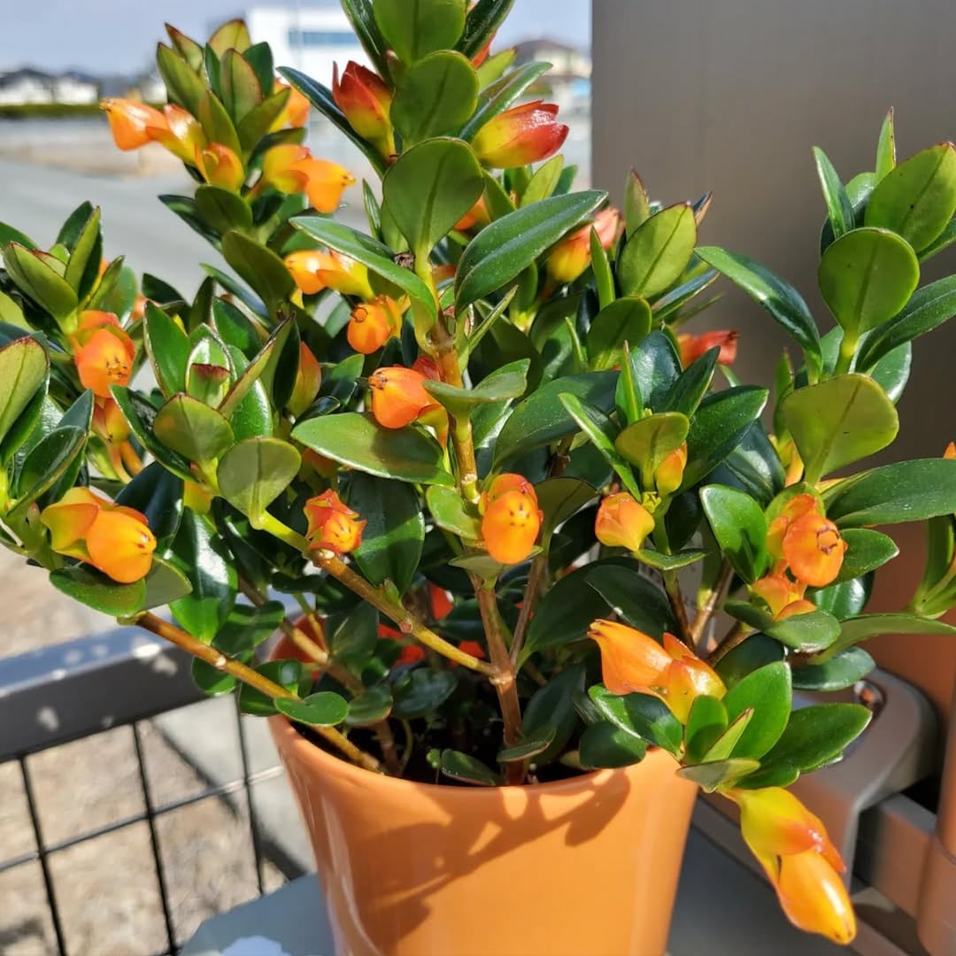Goldfish Plant Live, Trailing Indoor Houseplant in 4 Inch Pot for Hanging Planters