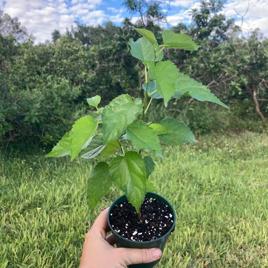Everbearing Mulberry Tree - Live Plant in a 4 Inch Pot - Edible Fruit Tree for The Patio and Garden