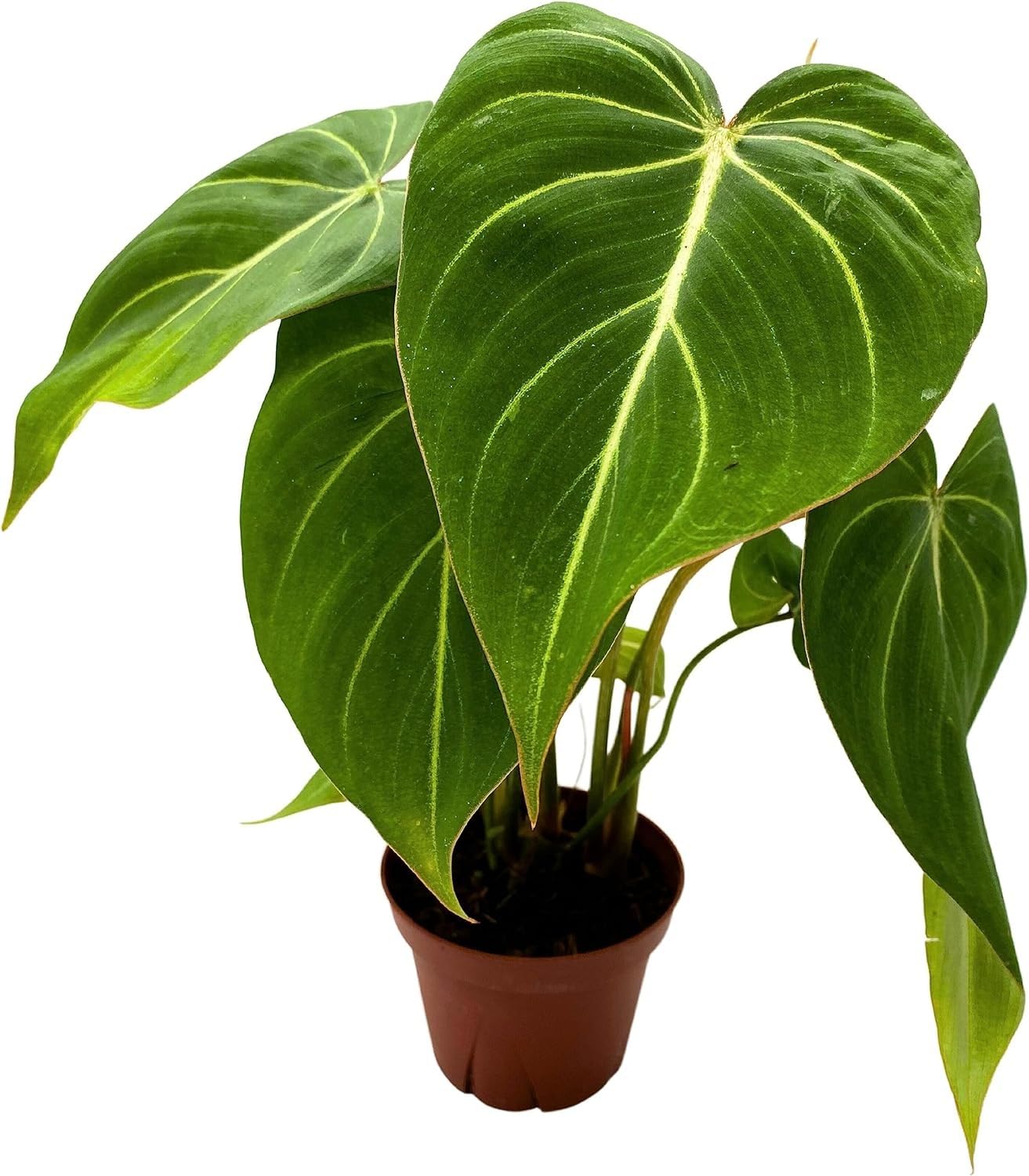 Philodendron Gloriosum 'Zebra | Live Plant for Indoor & Outdoor | for Living Room, Office, Bathroom | (4" Pot)